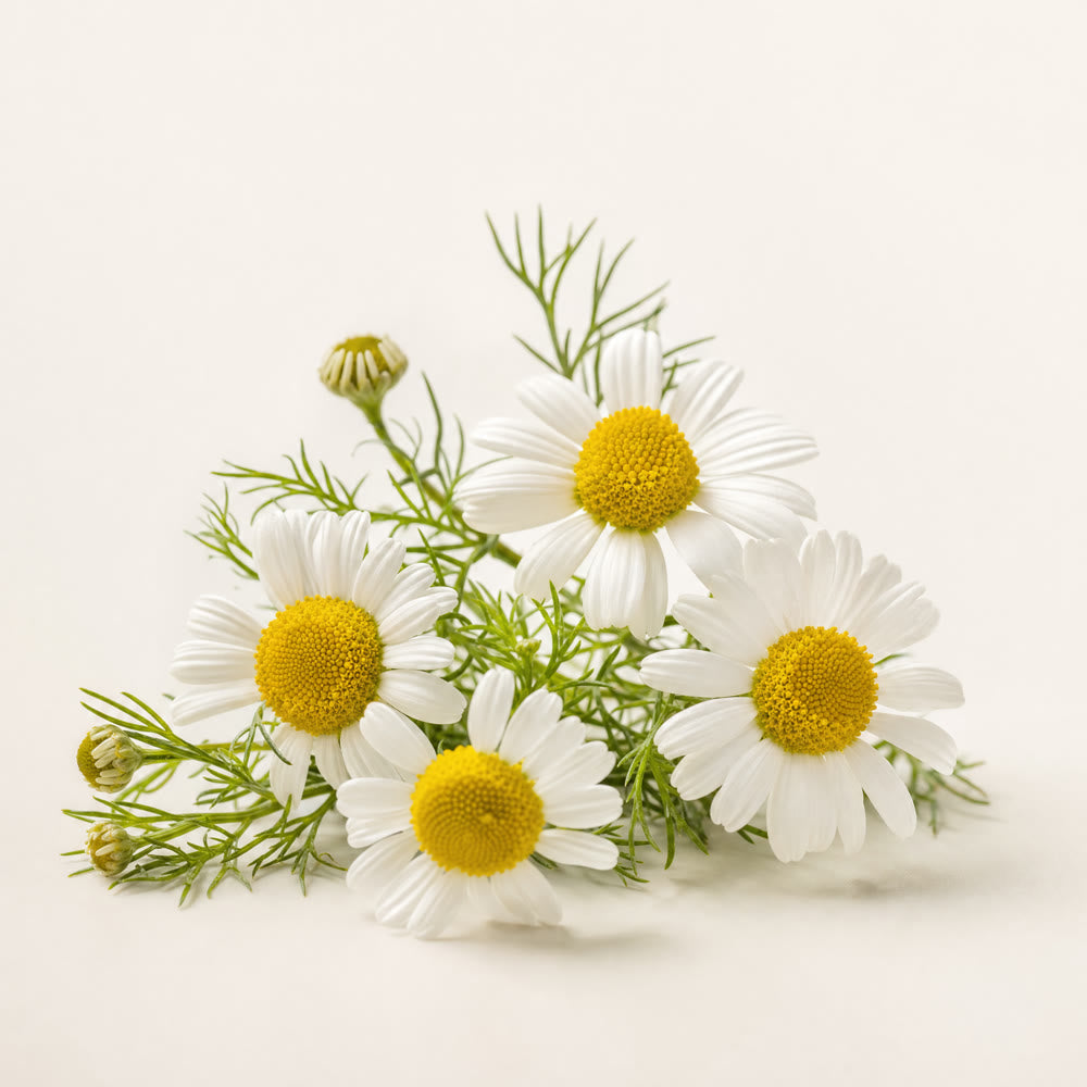 Chamomile