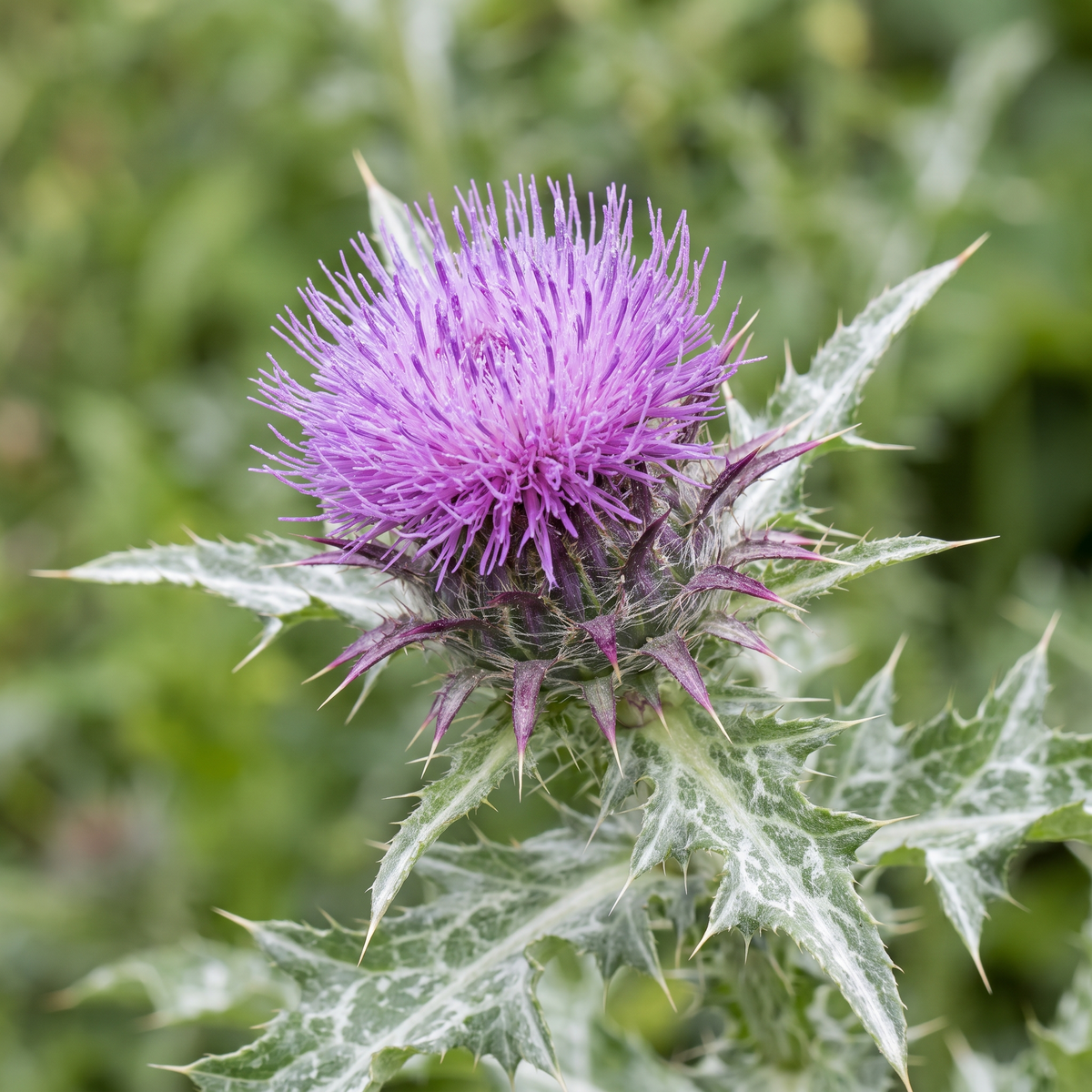 Milk thistle